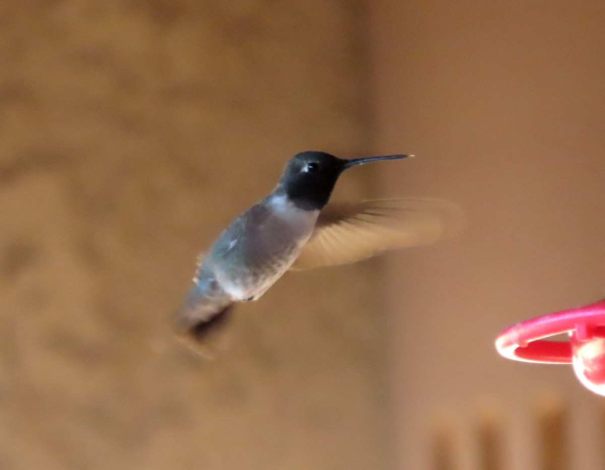 Black-chinned Hummingbird - ML617625546