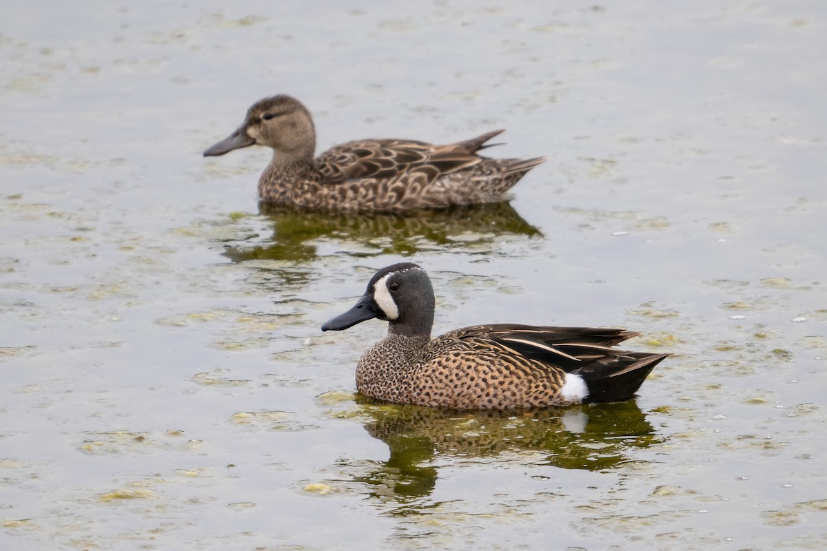 Blue-winged Teal - ML617625553