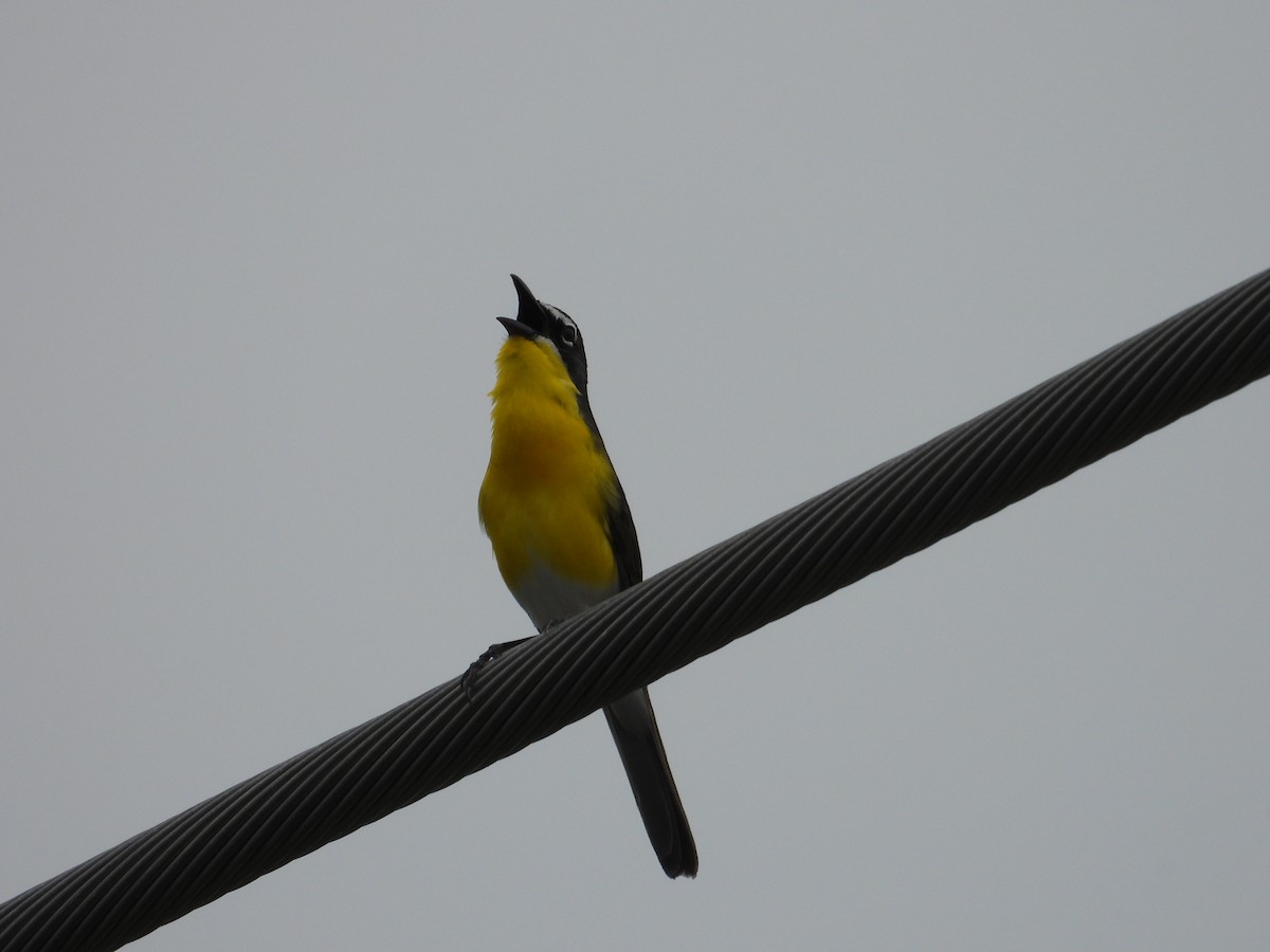 Yellow-breasted Chat - Kevin Long