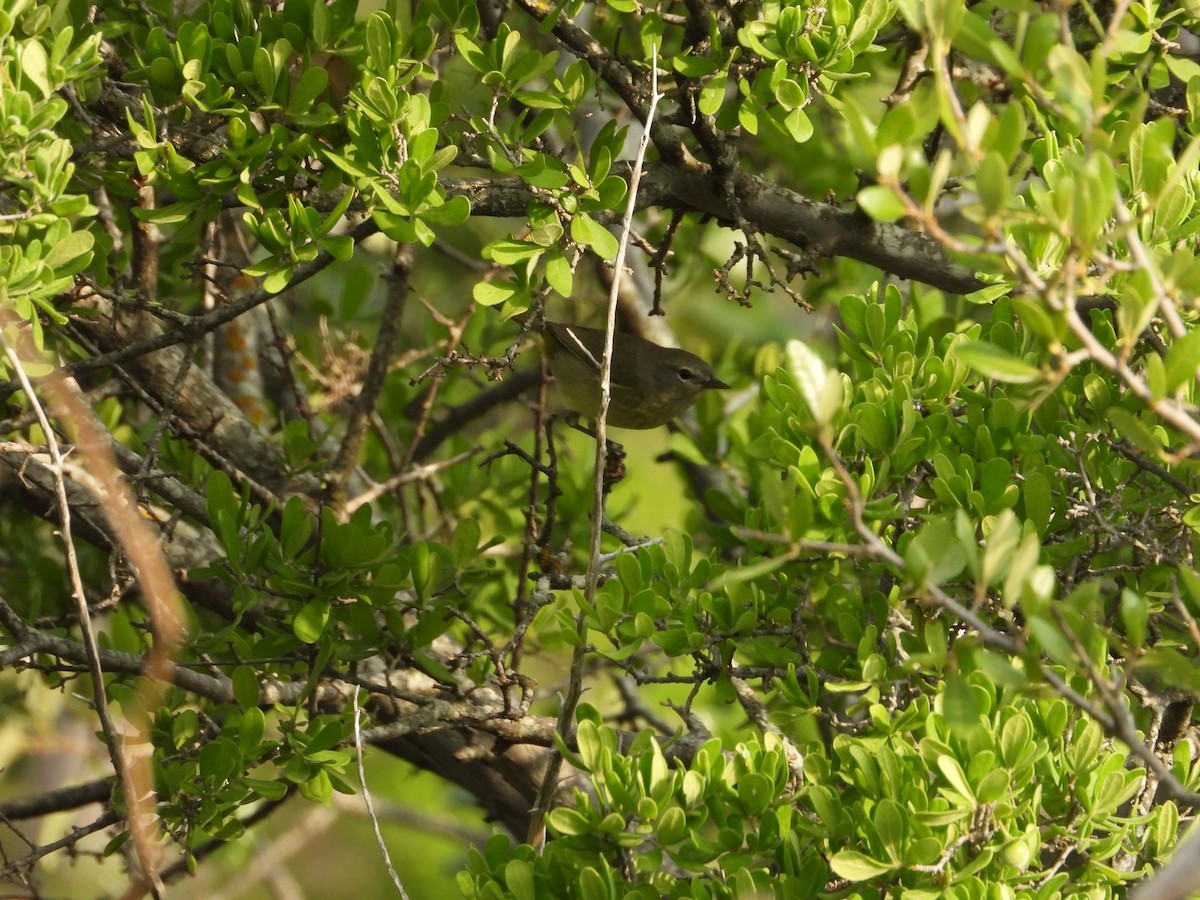 Orange-crowned Warbler - ML617625572