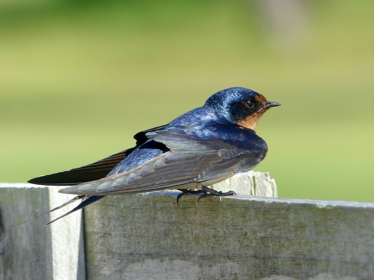 Barn Swallow - Charles Duncan