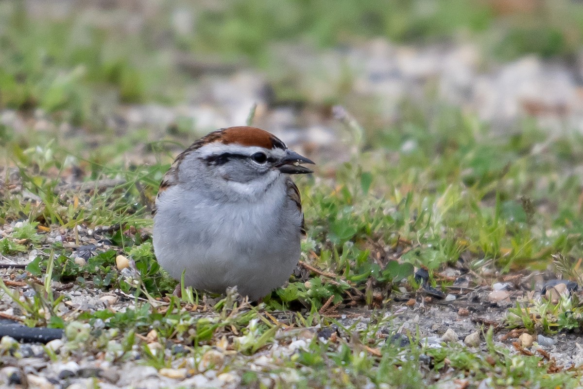 Chipping Sparrow - ML617625608