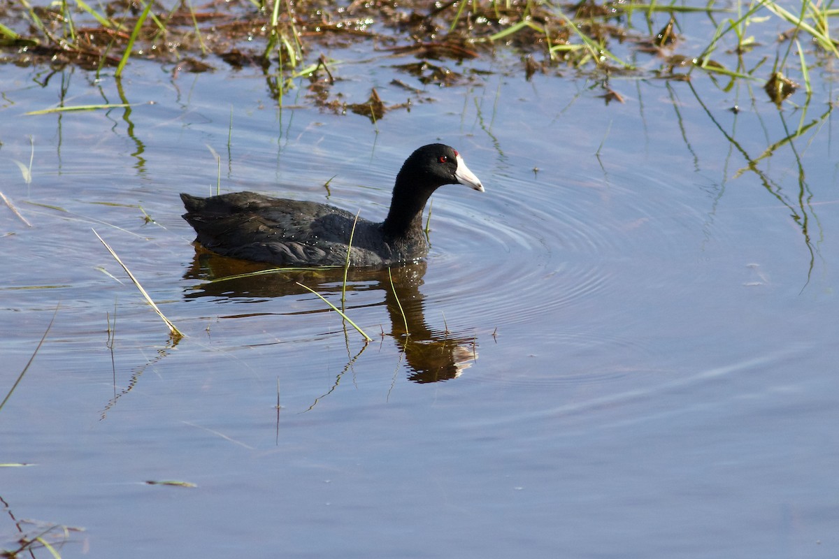 American Coot (Red-shielded) - George Forsyth