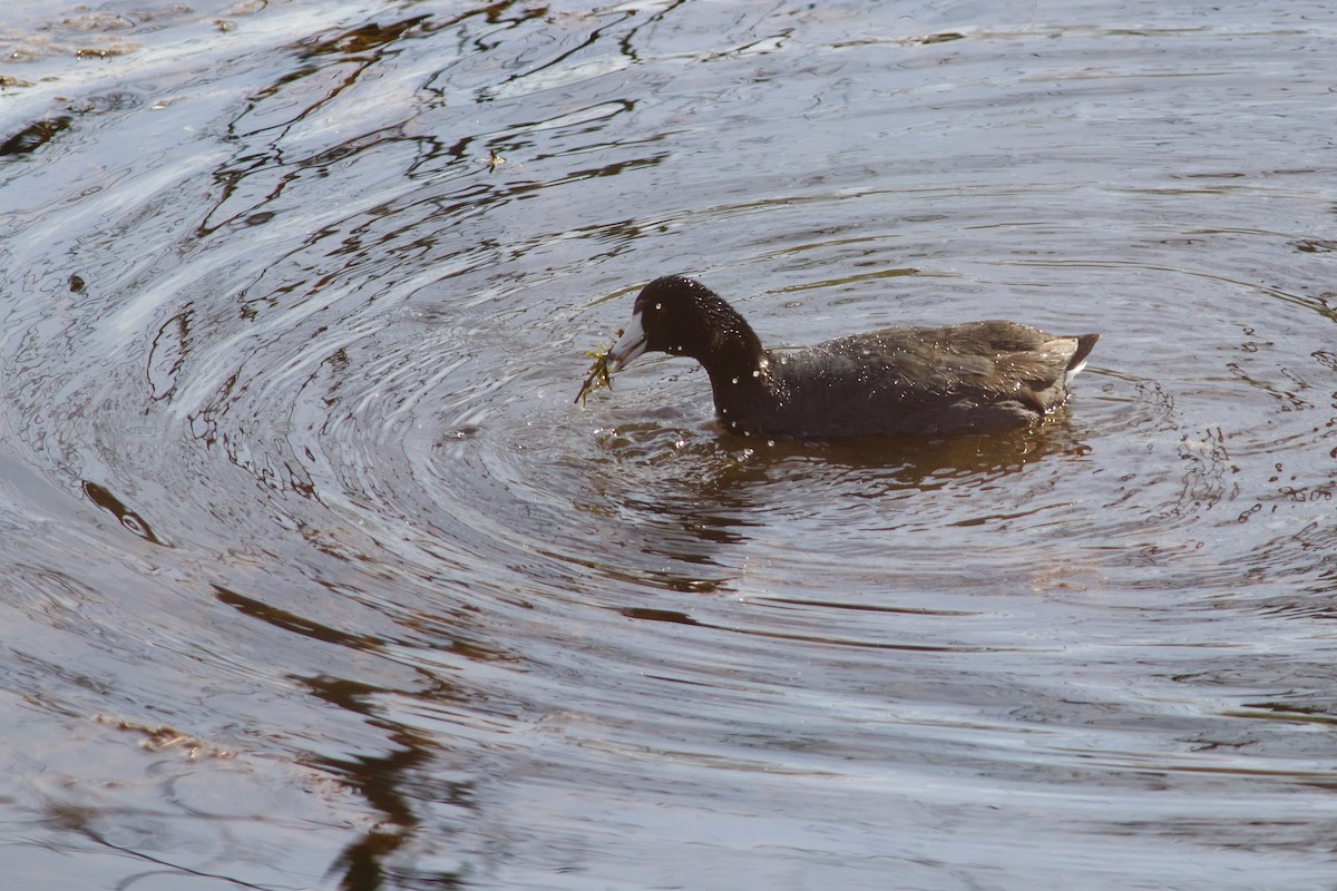 American Coot (Red-shielded) - ML617625612