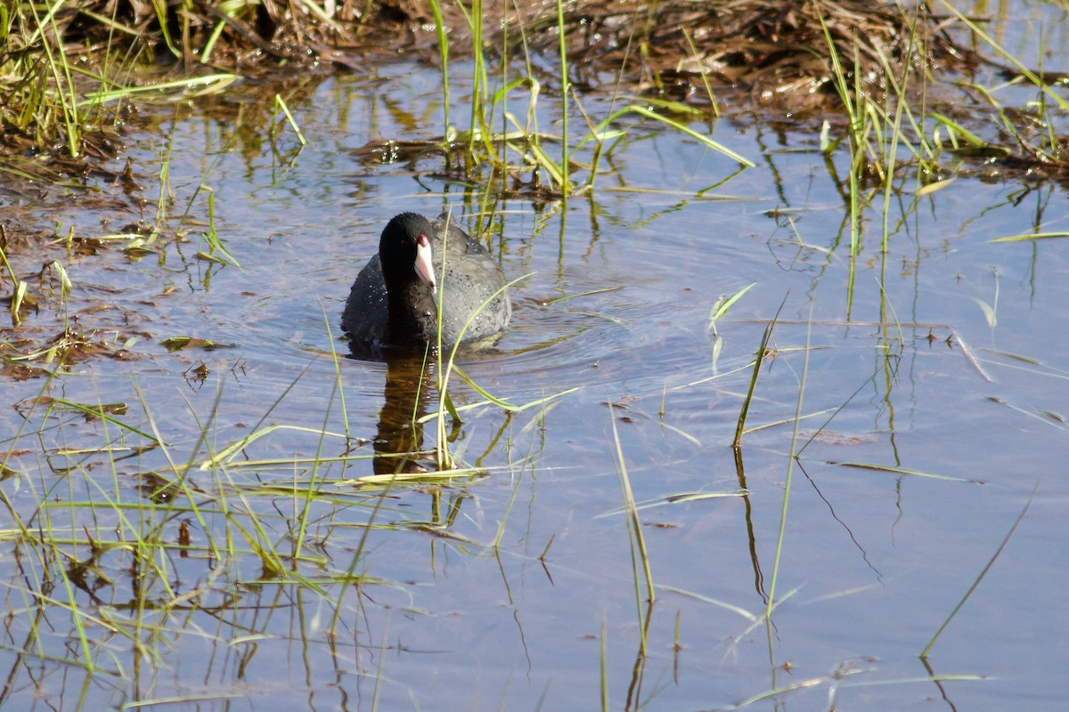American Coot (Red-shielded) - ML617625613