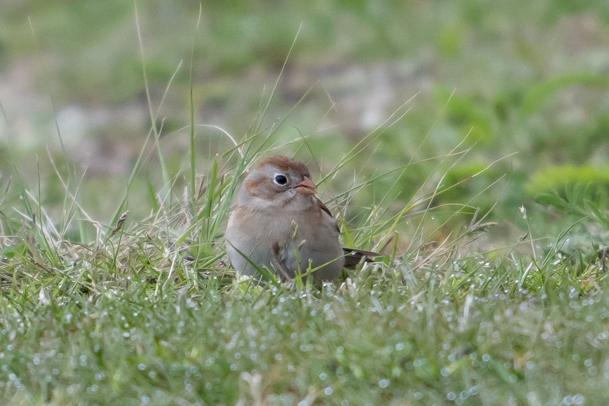 Field Sparrow - ML617625618