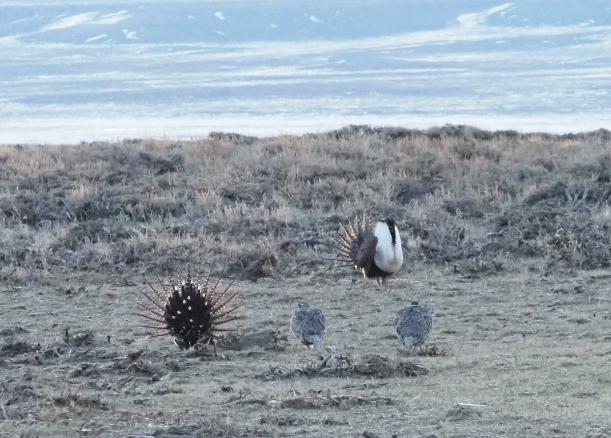 Greater Sage-Grouse - ML617625719