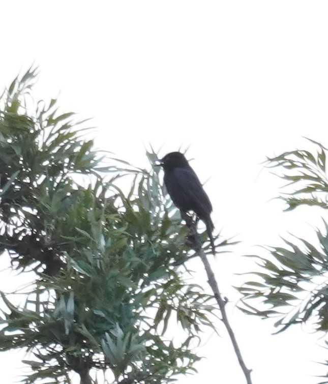 Fork-tailed Drongo - ML617625727