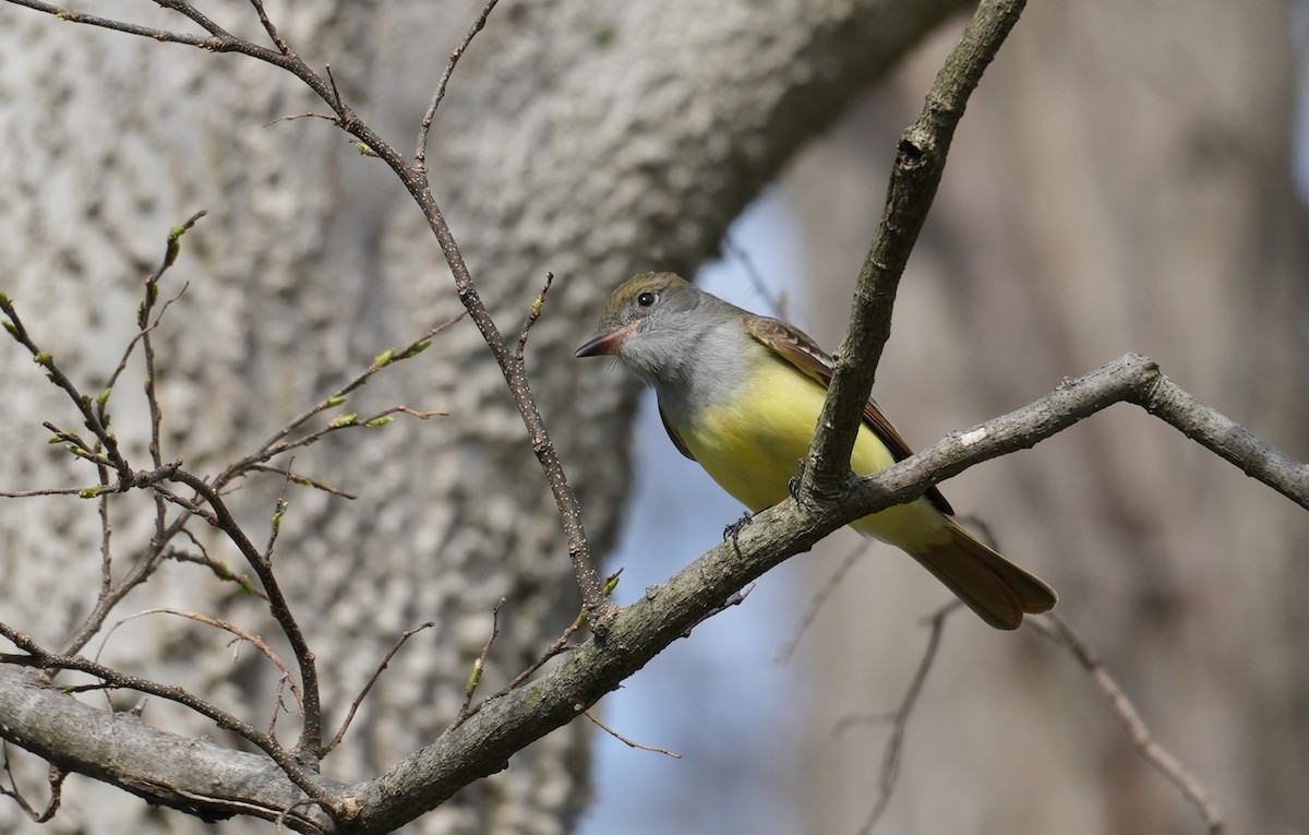 Great Crested Flycatcher - ML617625741