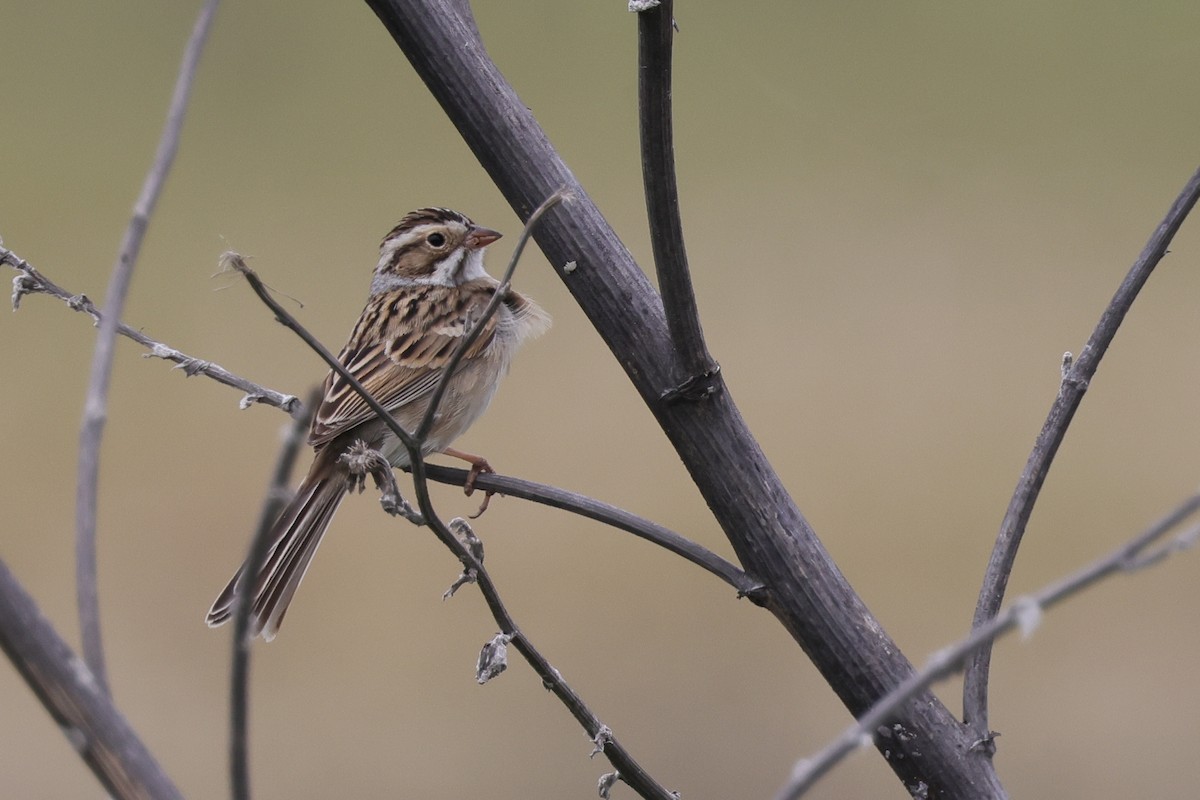 Clay-colored Sparrow - ML617625742