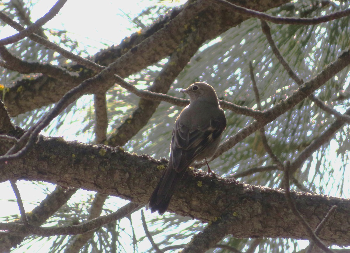 Townsend's Solitaire - Claire Weiser