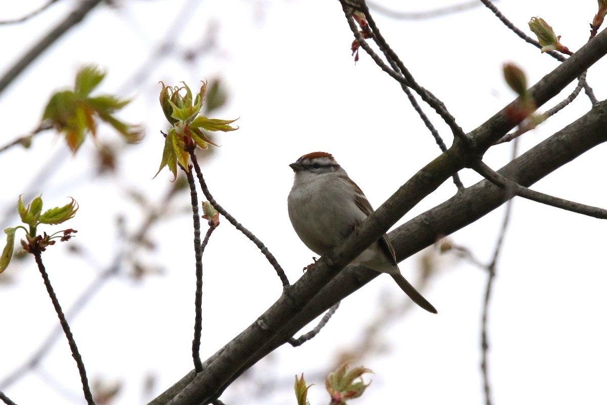 Chipping Sparrow - Deryl Nethercott