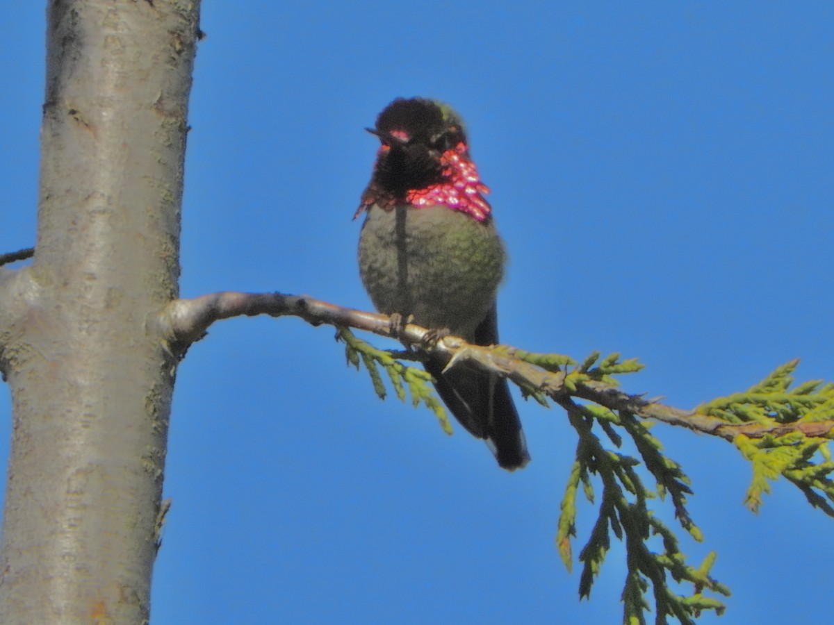 Anna's Hummingbird - David Richman