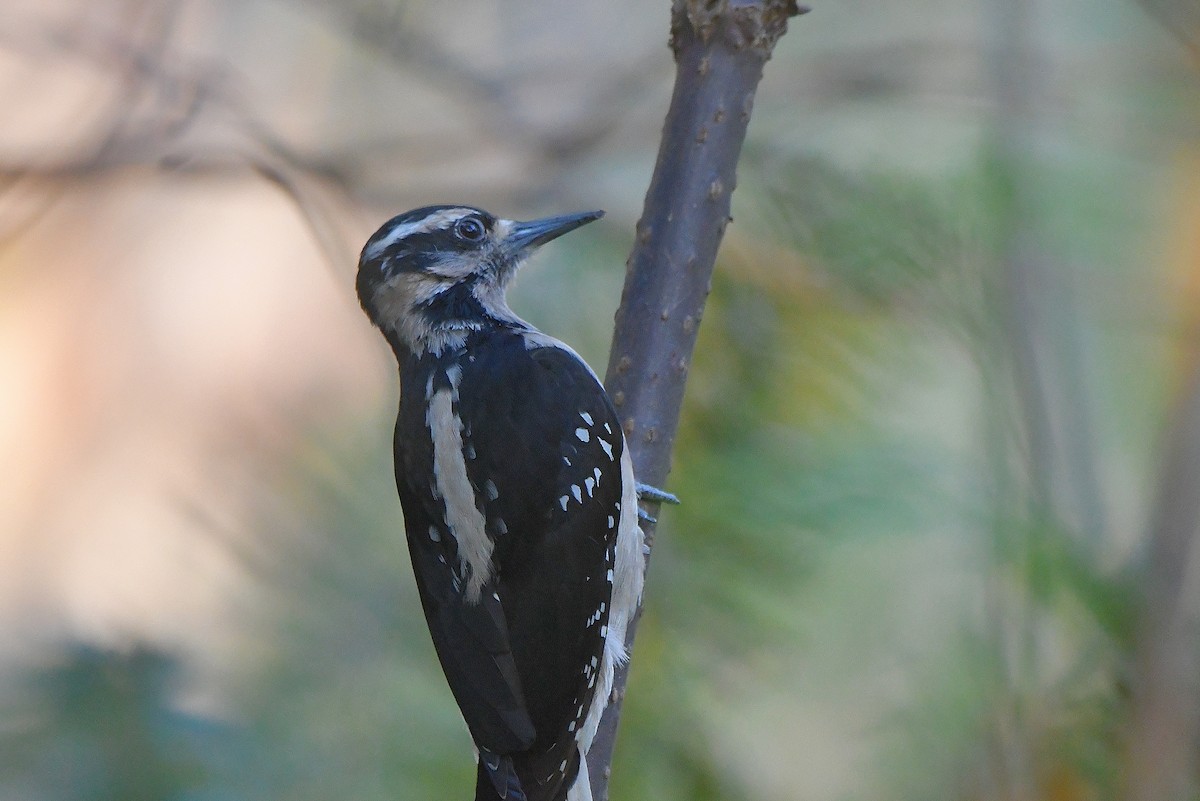 Hairy Woodpecker (Pacific) - ML617625853