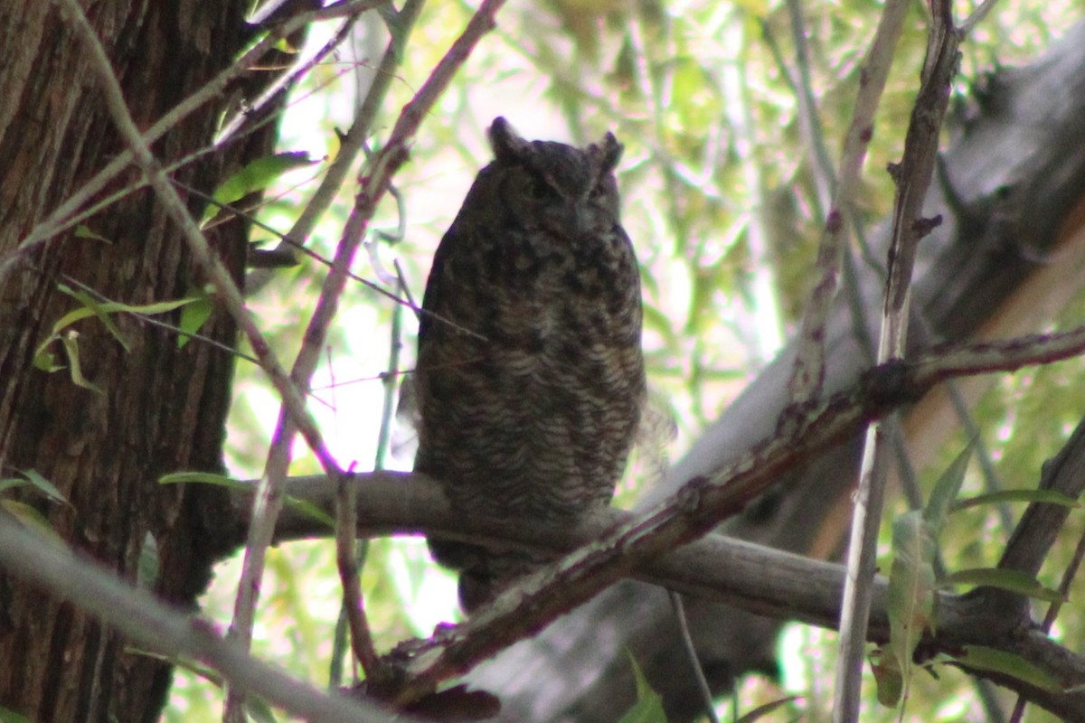 Great Horned Owl - ML617625877