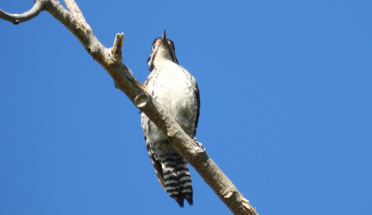 Ladder-backed Woodpecker - ML617625890