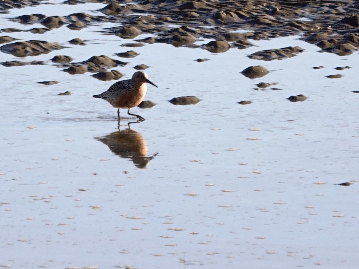 Red Knot - ML617625917