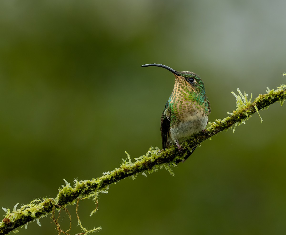 kolibřík aksamitový - ML617625938