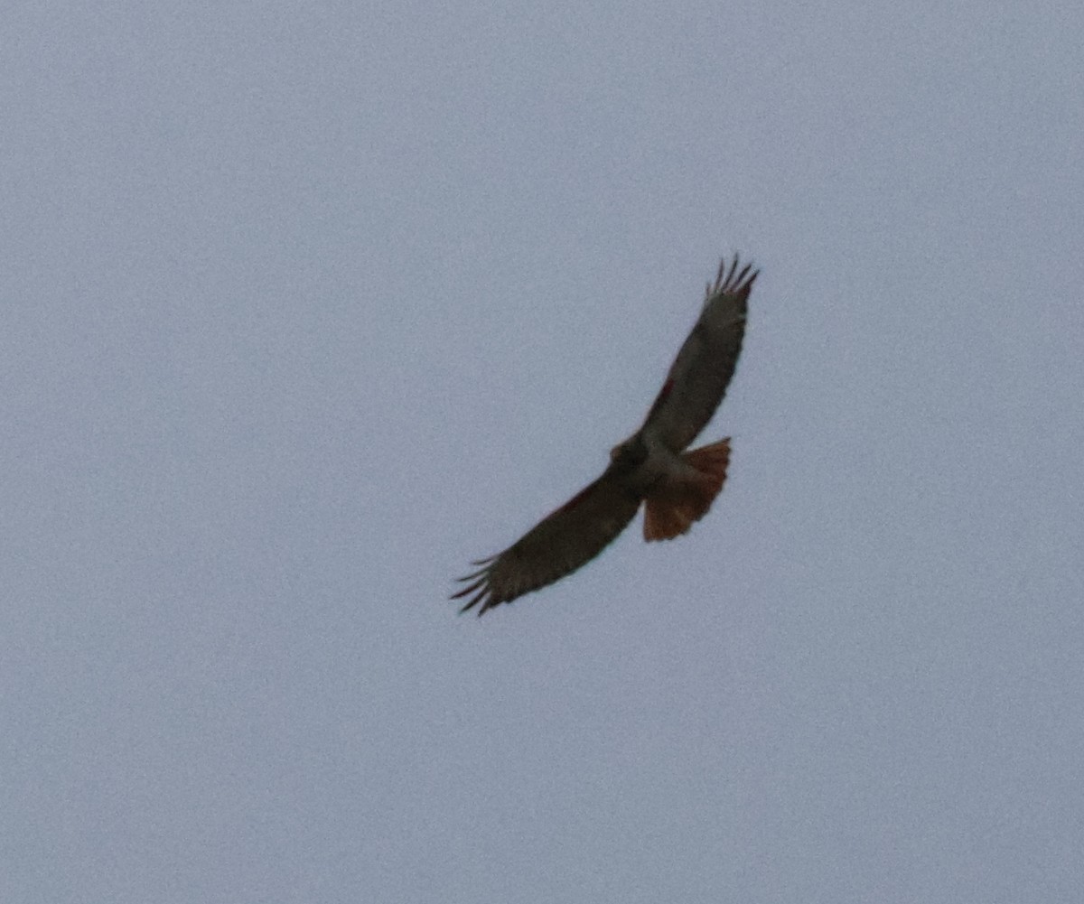 Red-tailed Hawk - Finn Etter