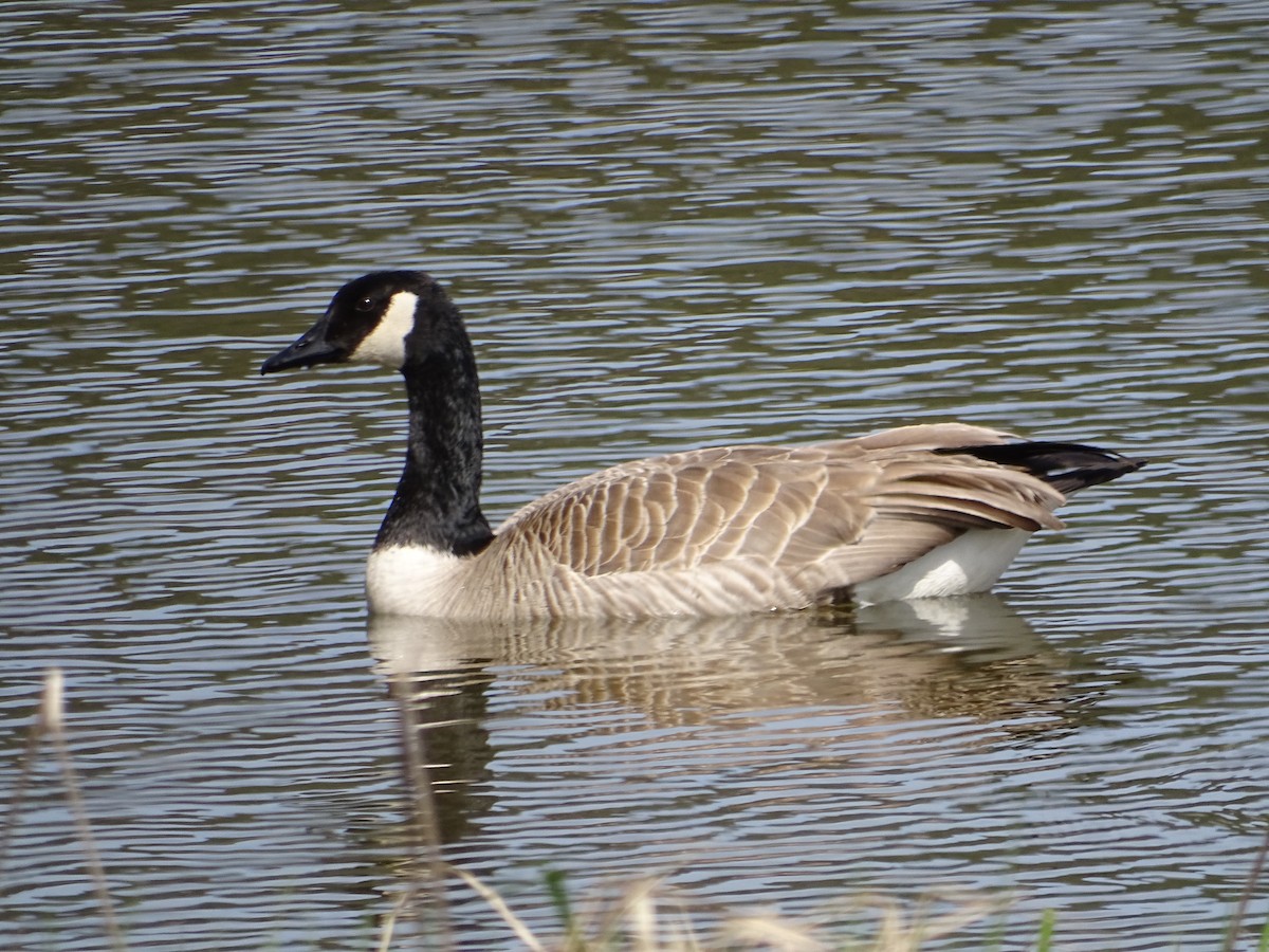 Ebird Checklist Apr Salmon Arm Bay General Species