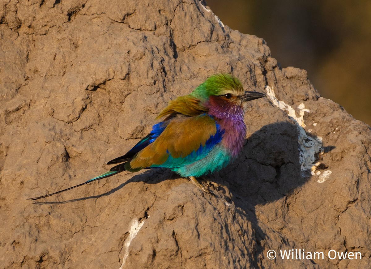 Lilac-breasted Roller - ML617626056