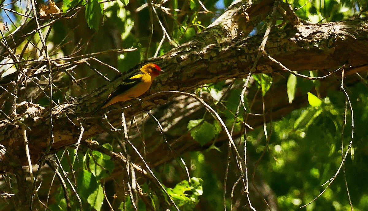Western Tanager - ML617626057