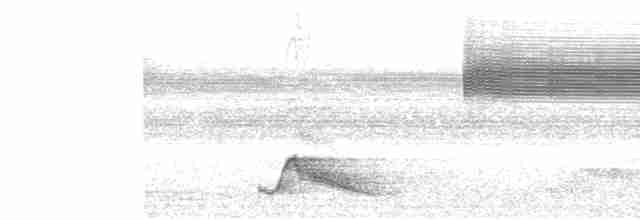 Pauraquenachtschwalbe - ML617626096