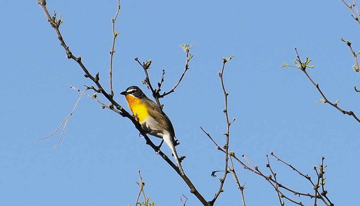 Yellow-breasted Chat - ML617626120