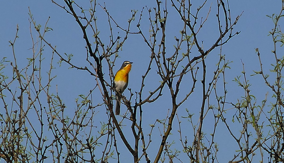 Yellow-breasted Chat - ML617626125