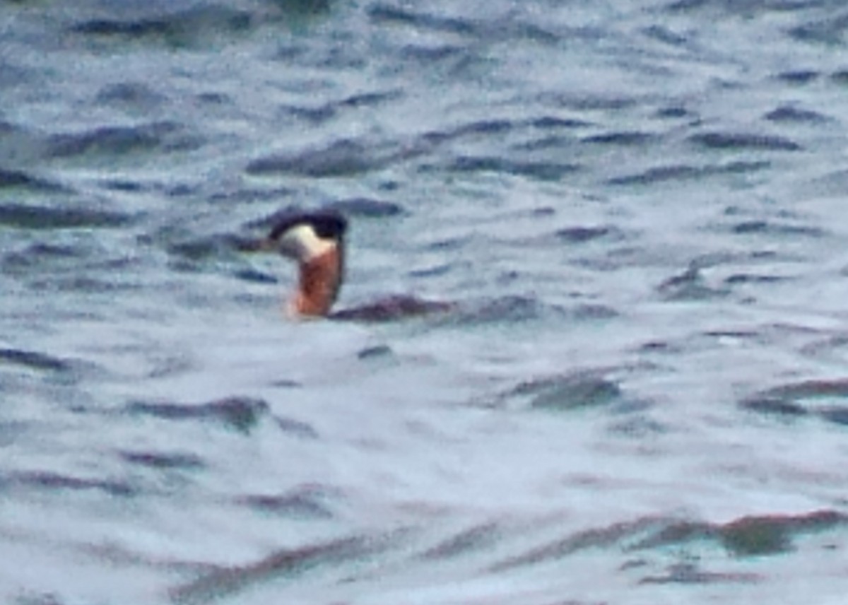 Red-necked Grebe - ML617626126