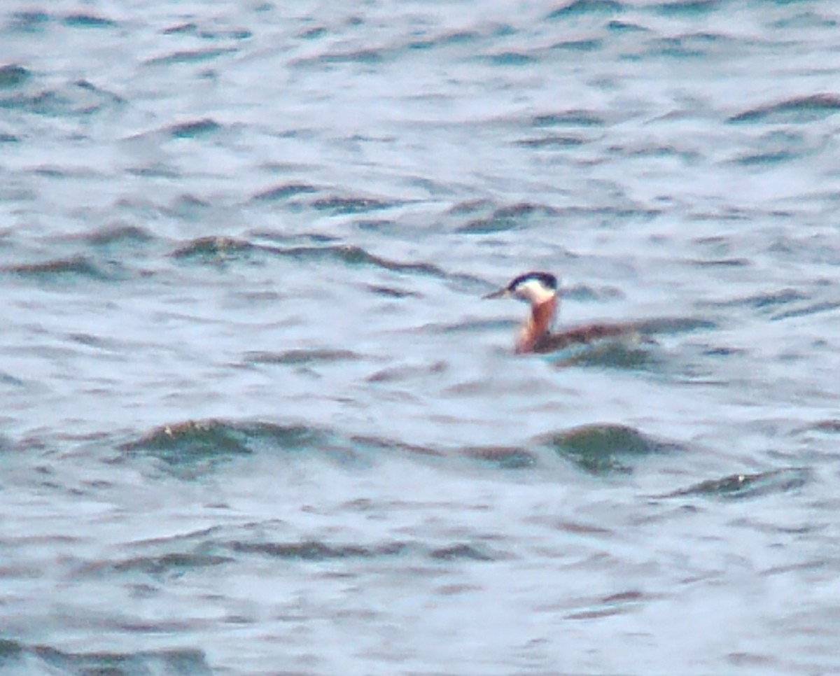 Red-necked Grebe - ML617626127