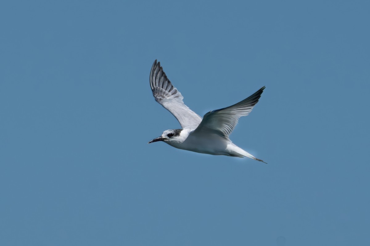 Common Tern - John  Bursnall