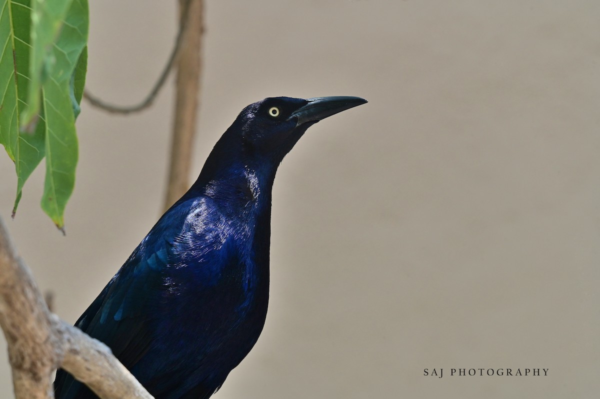 Great-tailed Grackle - Scott Jack