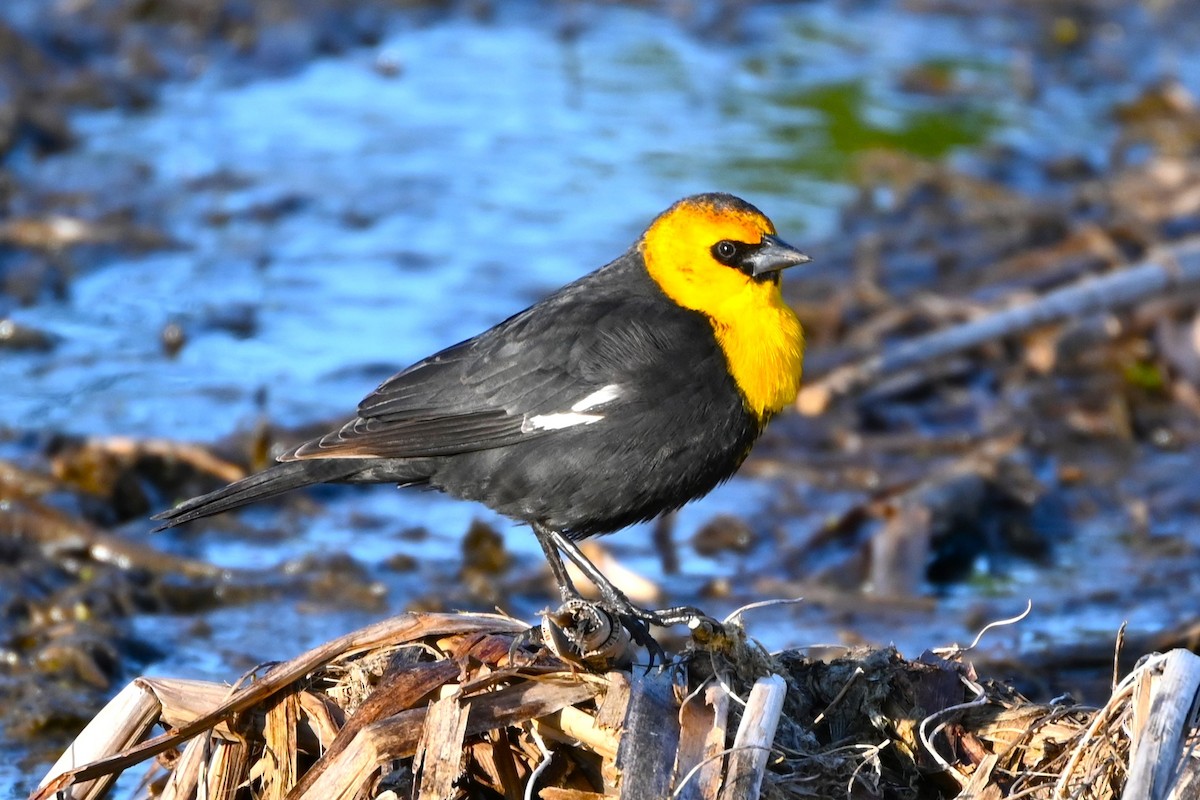 Yellow-headed Blackbird - Geoffrey Newell