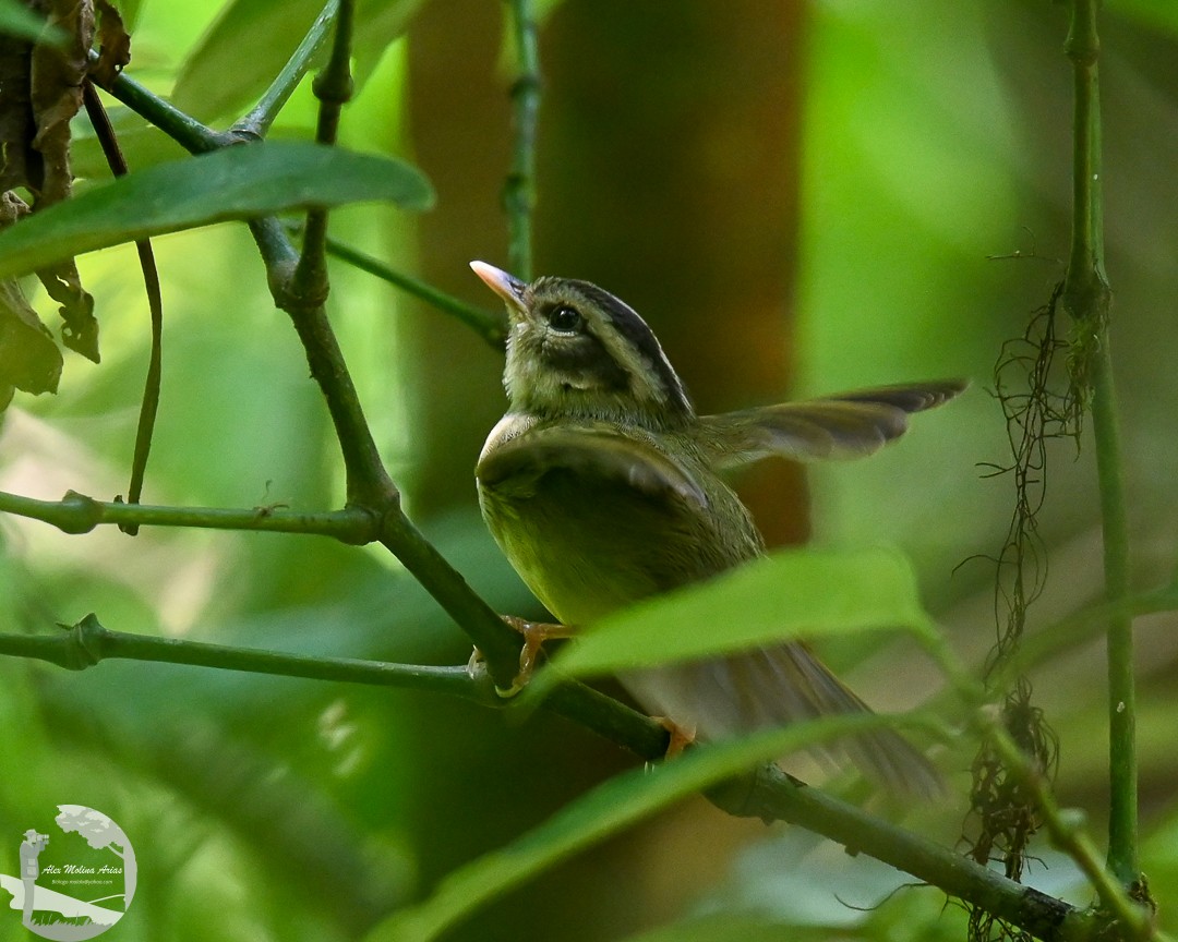 Costa Rican Warbler - ML617626228