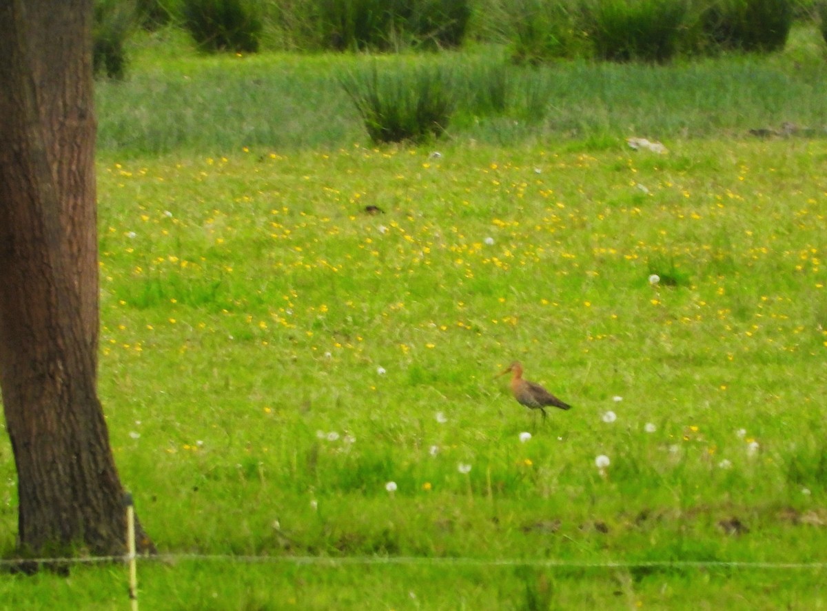 Black-tailed Godwit - Jiří Rohlena