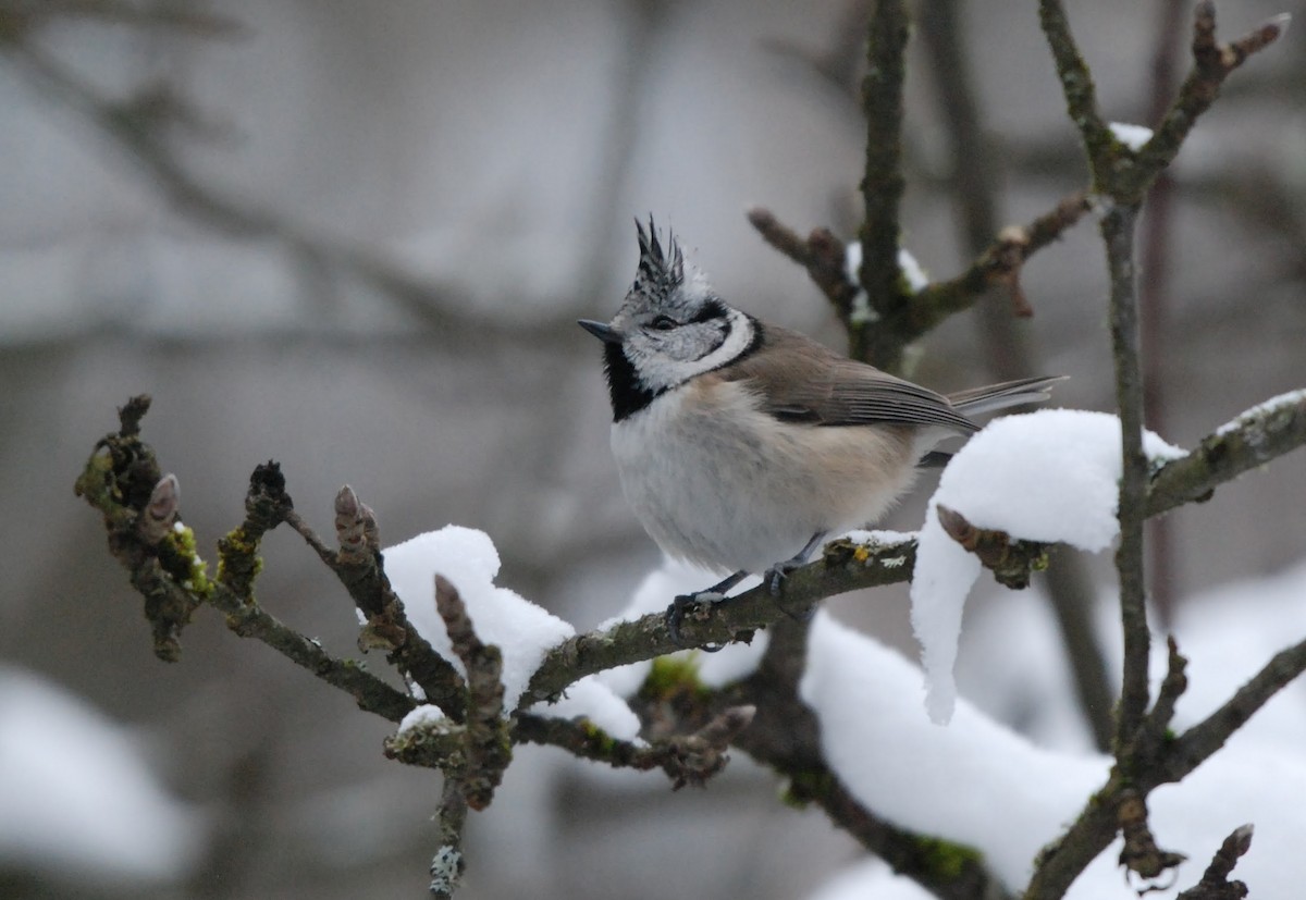 Crested Tit - ML617626310