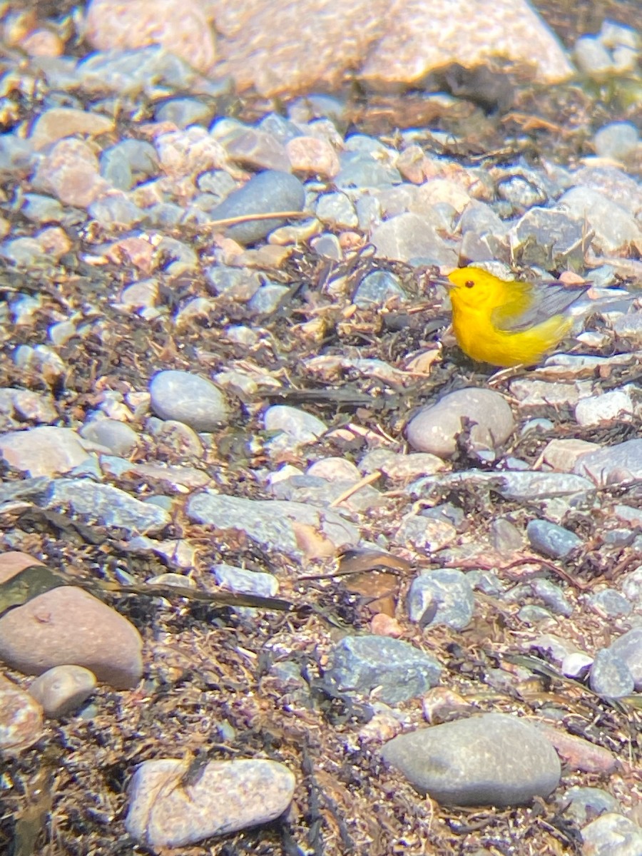 eBird Checklist - 19 Apr 2024 - Acadia NP -- Hunters Beach - 2 species