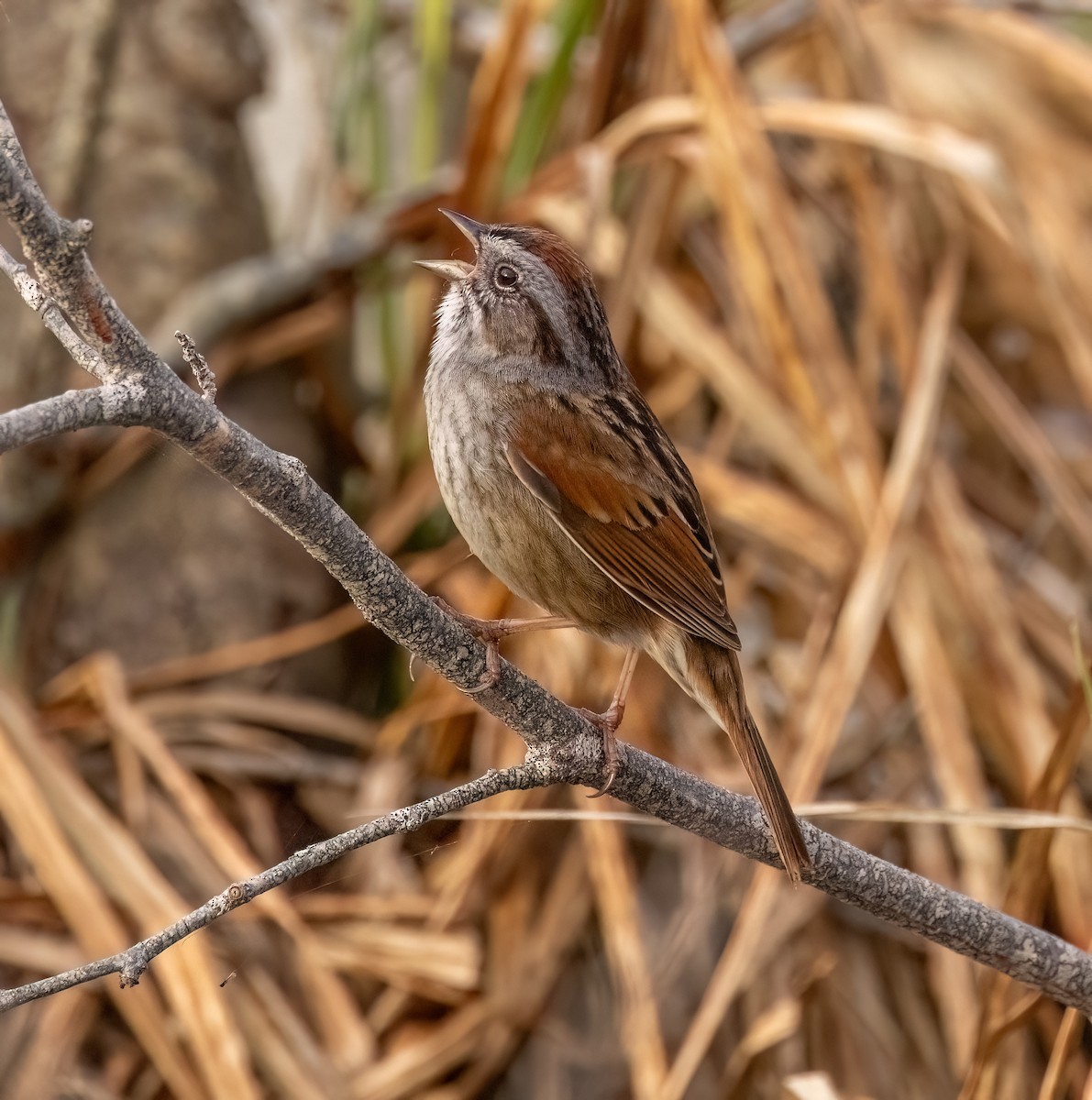 Swamp Sparrow - ML617626385