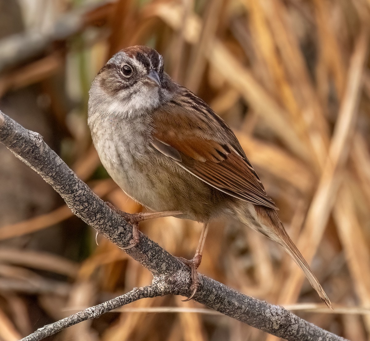 Swamp Sparrow - ML617626395