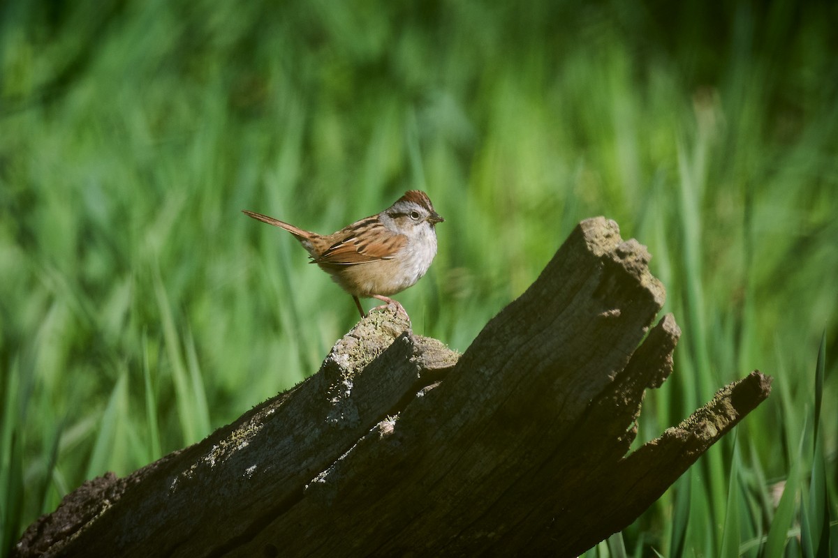 Swamp Sparrow - ML617626456