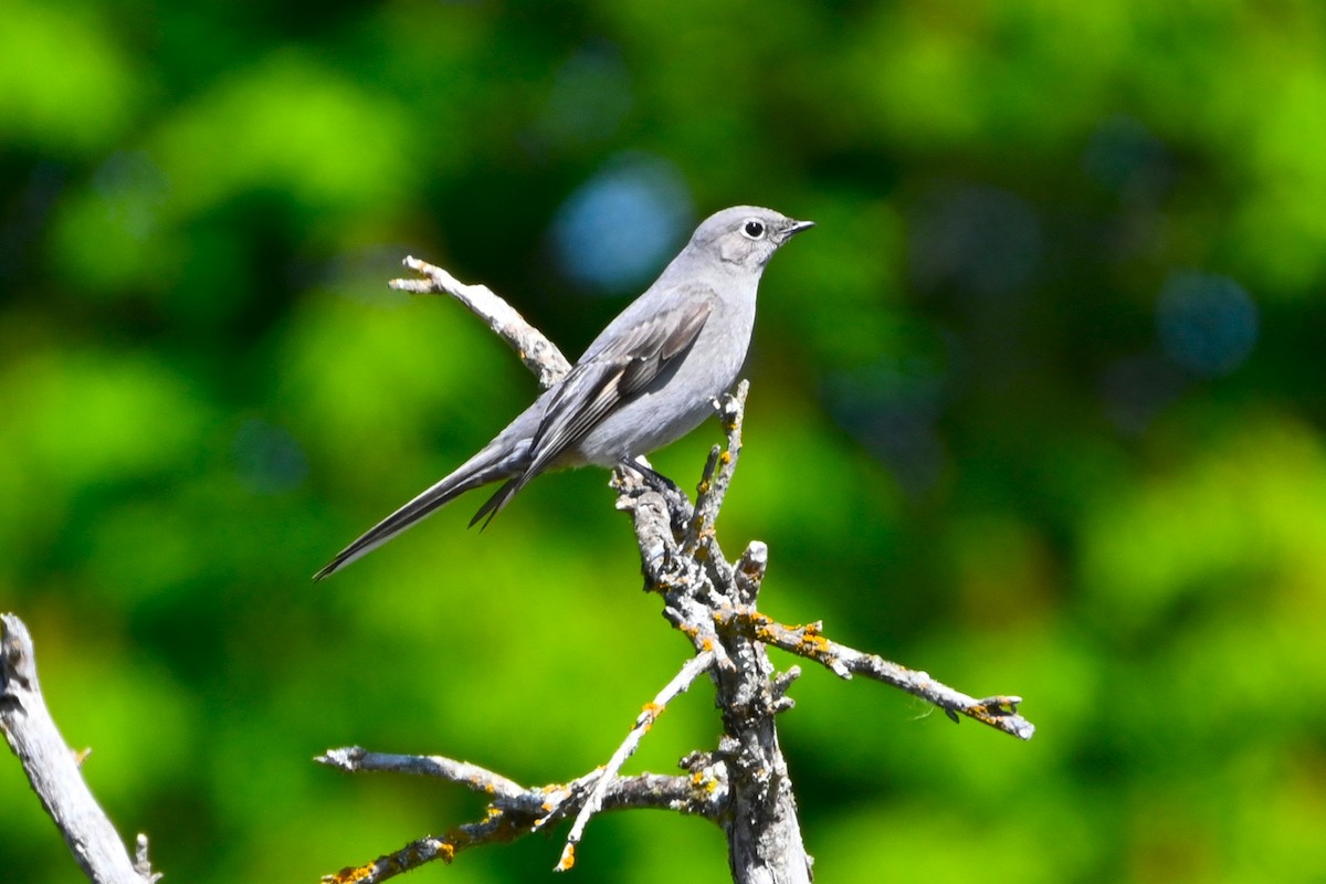 Townsend's Solitaire - Geoffrey Newell