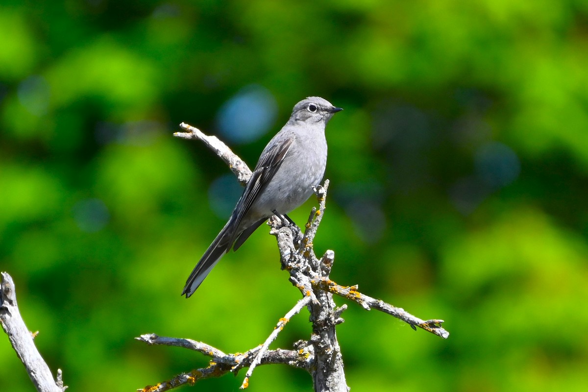 Townsend's Solitaire - ML617626472