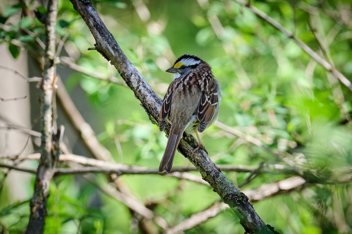 White-throated Sparrow - ML617626494
