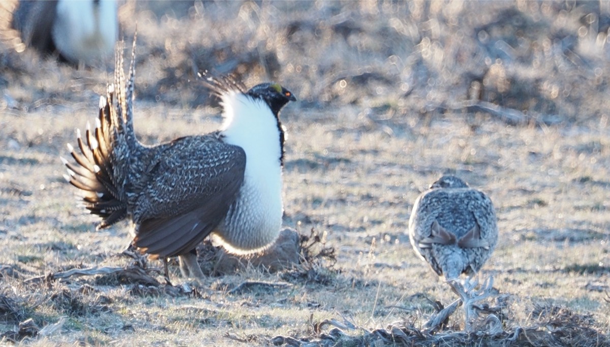 Greater Sage-Grouse - ML617626497