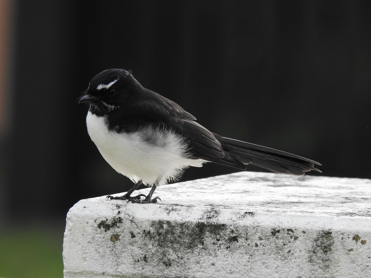 Willie-wagtail - ML617626546