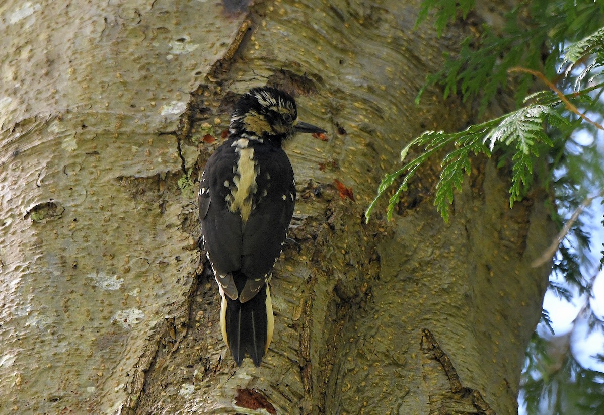 Hairy Woodpecker (Pacific) - ML617626550