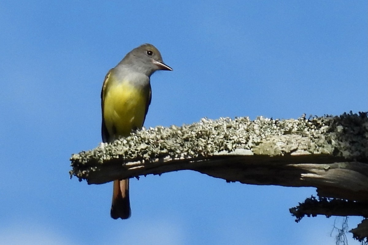 Great Crested Flycatcher - ML617626557