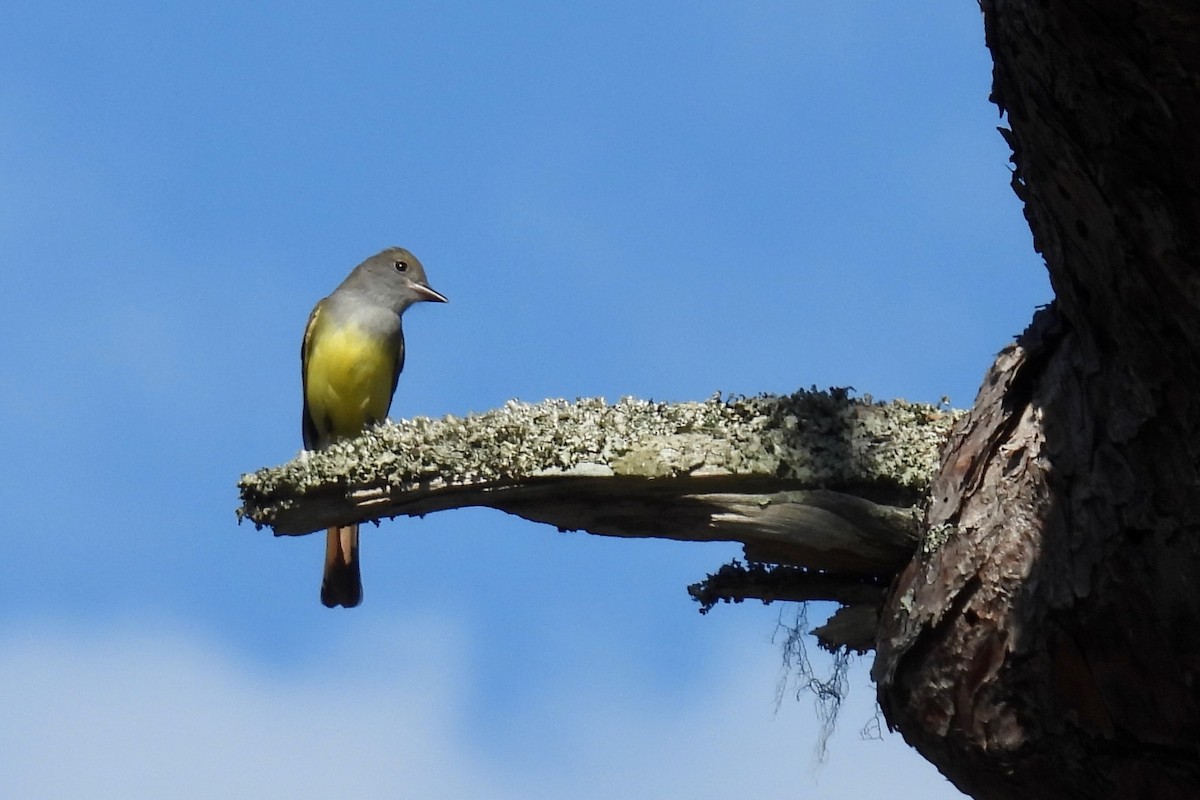 Great Crested Flycatcher - ML617626558