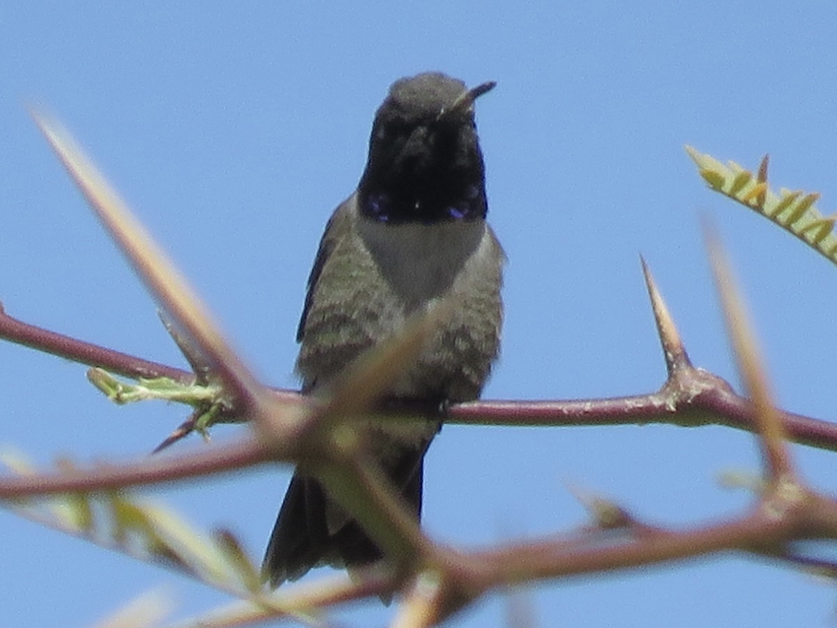 Black-chinned Hummingbird - ML617626597